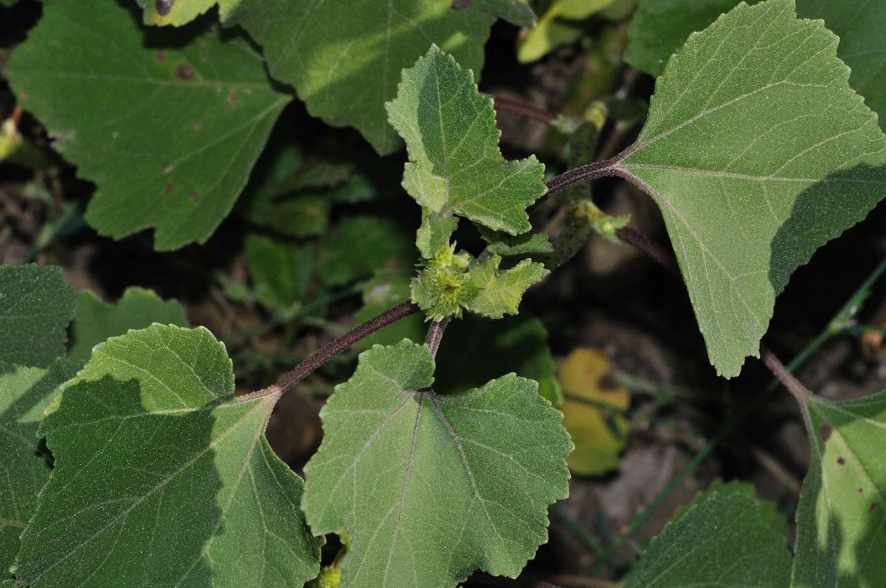 Xanthium sp.